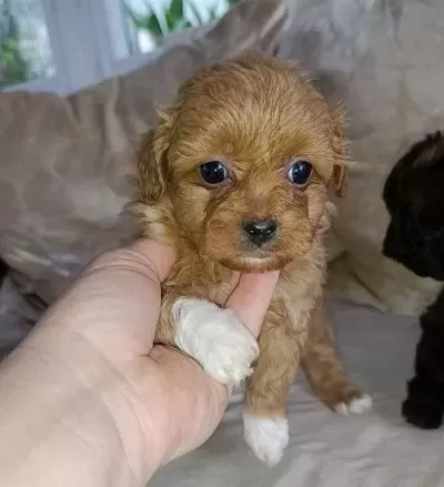 Cok Sevimli Mini Boy Maltipoo Bebekler