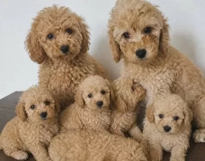 Toy Poodle Bebeklerimiz