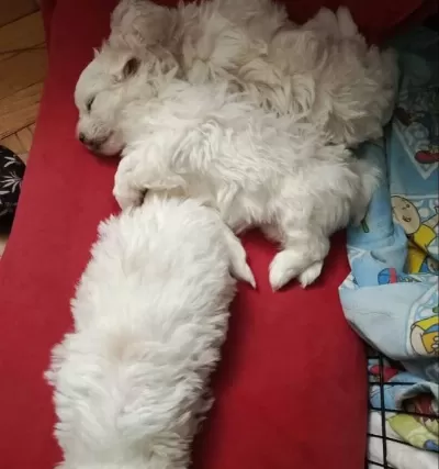 Maltese Terrier Yavrular
