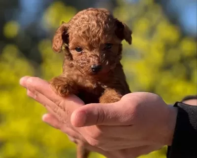 Mukemmel Toy Poodle Yavrularımız