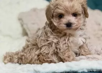 Toy Poodle Sevimli Yavrular