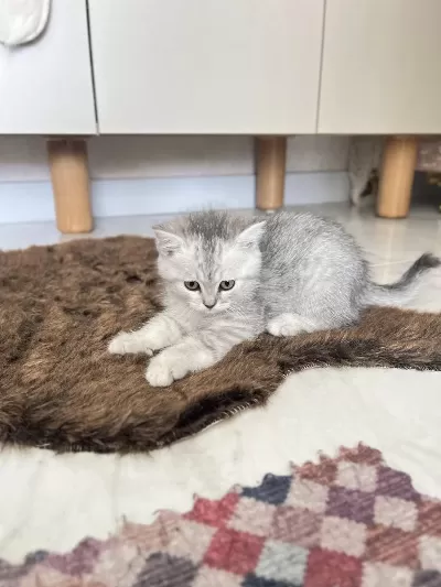 Şirin Ve Tatlı Yavru Kediler