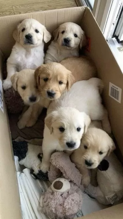 Tatliliktan Yikilan Golden Retriever