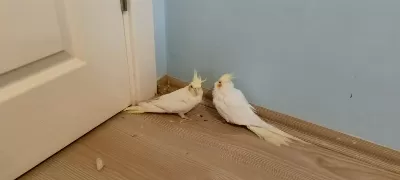 Pvc Kafes Ve Malzemeler İle Birlikte Sultan Papağanı