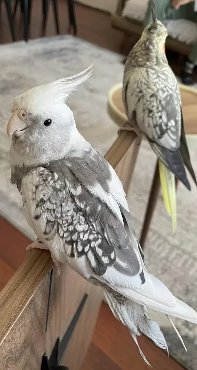 35 Günlük Sultan Papağanları Ve 1 Takım