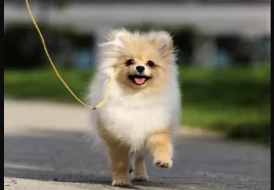 Pomeranian Boo Köpeği