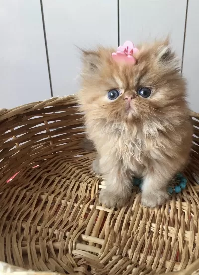 A Kalite İran Persian Bebekler