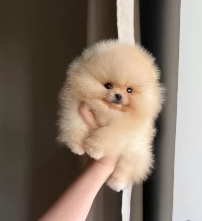 Göz Alıcı Tüy Yapısına Sahip Pomeranian Boo