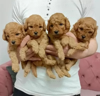 Orjinal Poodle Köpekler