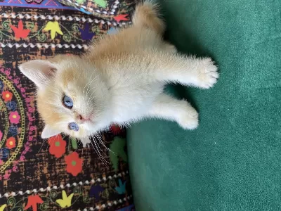 Golden British Shorthair Yavrusu