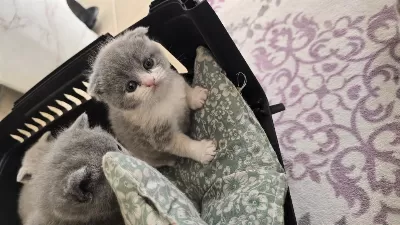 Scottish Fold Yavru Kedilerimiz