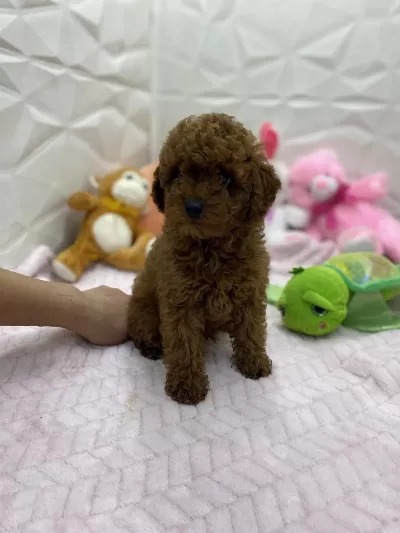 Erkek Dişi Orijinal Kore Poodle Yavrularımız