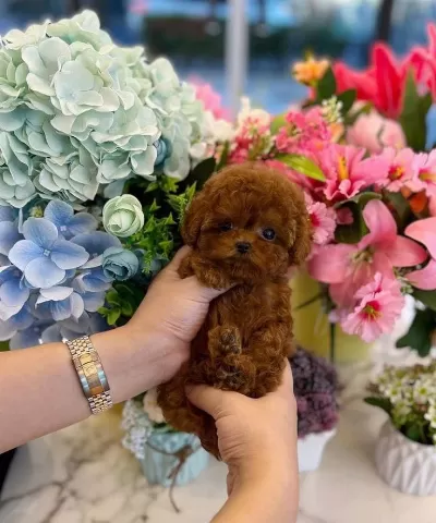 Küçük Poodle Prensesler
