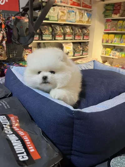 Orjinal Teddy Bear Garantili (Ayı Surat) Pomeranian Boo