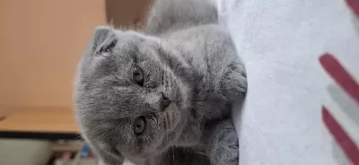 Scottish Fold Yavru Kediler