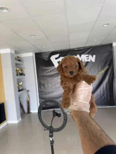 Maltipoo Yavrularımız Magazamizda Canli Görün