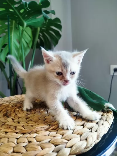 6 Haftalık Yavru Kedilerimiz