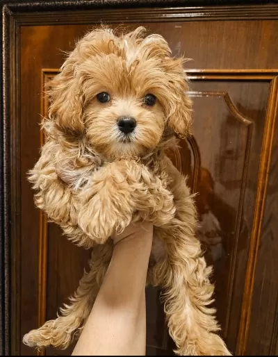 Orjinal Teacup Maltipoo