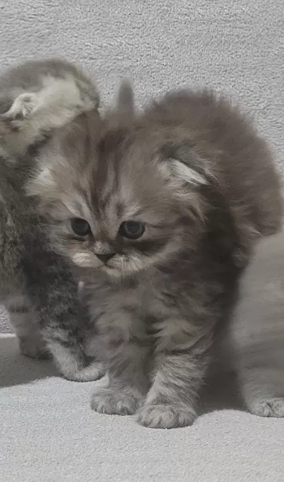 Scottish Fold Longhair Dişi Bebek