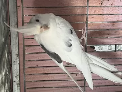 Mutasyon Heavy Sultanlar