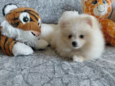 Pomeranian Boo 70 Günlük