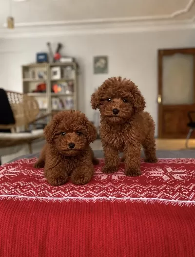 3 Aylık Ped Eğitimli Red Brown Poodle Yavrular