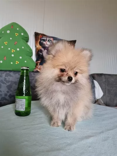 Boy İrk Kg Garantili Anne Baba Yanından Pomeranian