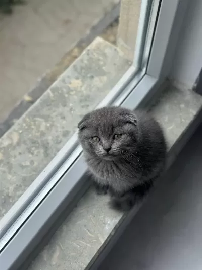 Tuvalet Eğitimli 2 Aylık İnanılmaz Tatlı Scottish Fold