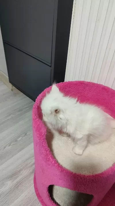 2 Aylık Güzel İran Kedisi Kız