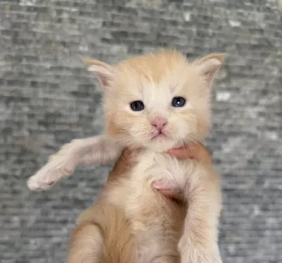 Saf Kan, Lo Şecereli Dev Boy Kediler 6 Yillik Tecrübe