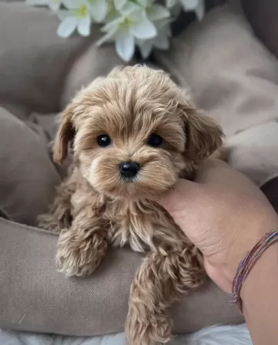 Kore Teacup Maltipoo Yavrular