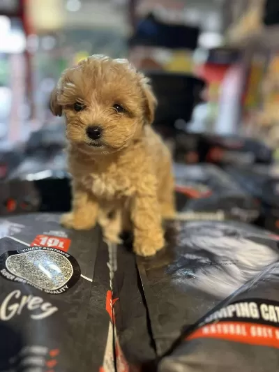 Efsane Güzellikte Hipoalerjenik Teacup Maltipoo