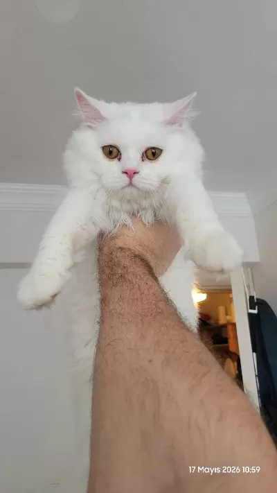 Beyaz British Longhair 5 Aylık