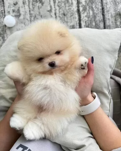 Orjinal Pomeranian Boo