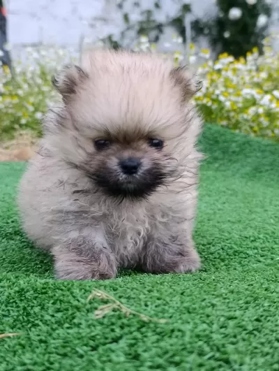 Pomeranian Boo Yavrumuz