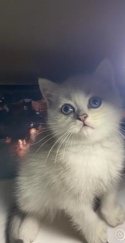 Safkan British Shorthair Erkek Yavrumuz