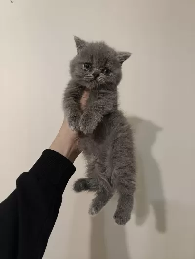 Gri Erkek Dişi Ayıcık Surat Safkan Kediler