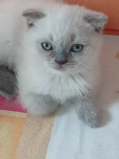 Bayram Şekeri Scottish Fold Prensesler