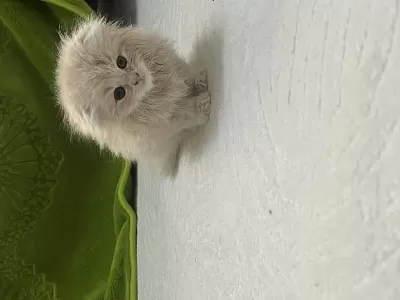 Daha Tatlısı Yok Scottish Fold