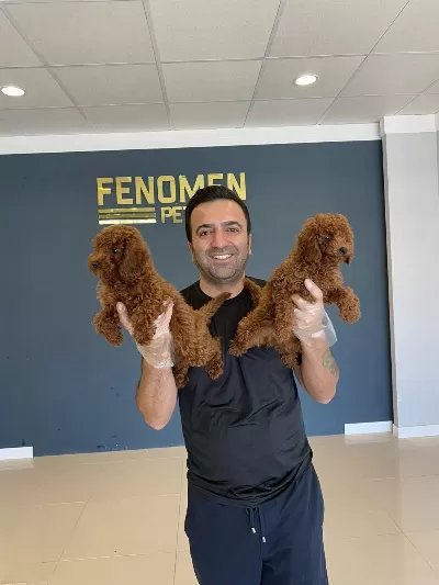 0 Numara Maltipo Yavrular Toy Poodle Yavrular Ankara