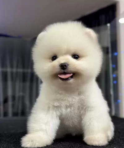 Pomeranian Boo Köpeği