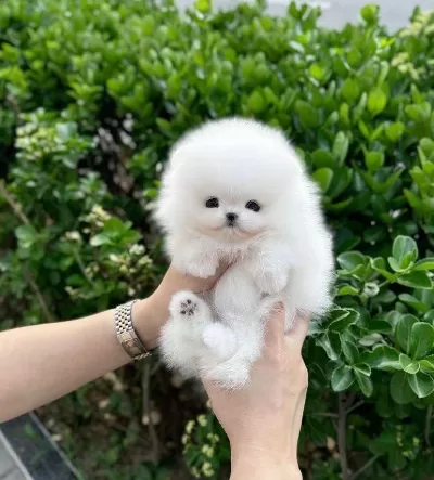Orjinal Pomeranian Boo