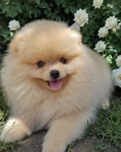 Pomeranian Boo Dişi Üst Kaliteli