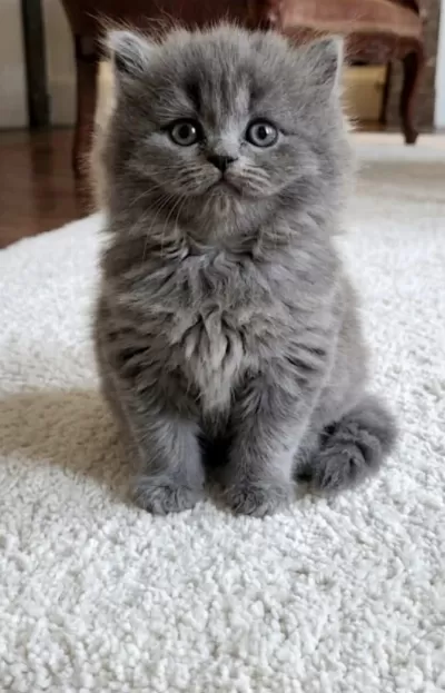 Yeni Yuvasına Hazır British Shorthair Kedisi