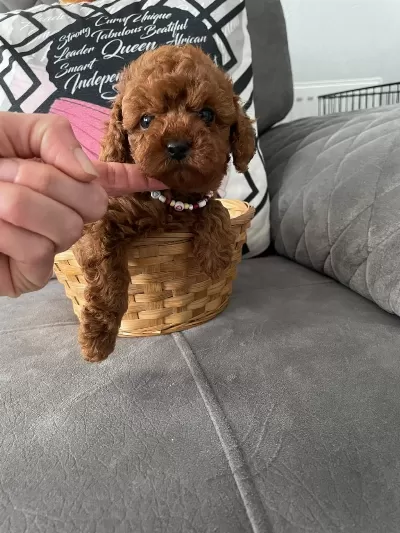 A Kalite Poodle Dişiler