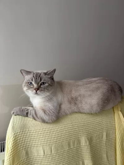 Çok Tatlı Ve Uysal British Longhair