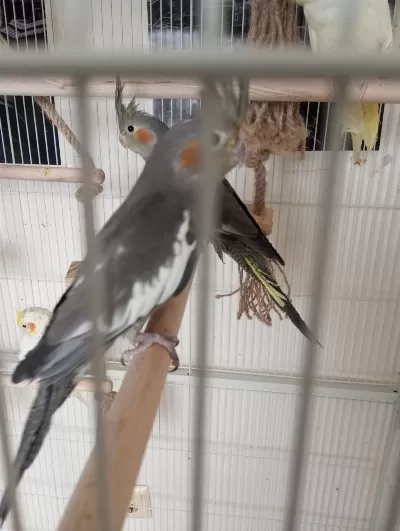 3 Aylık Sultan Papağanları