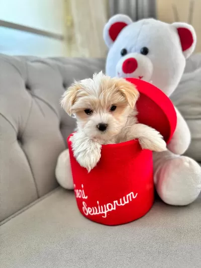 Maltipoo Sifir Numara Ev Doğumlu Yavrularim