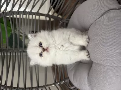Peluş Tüylü British Longhair Dişi