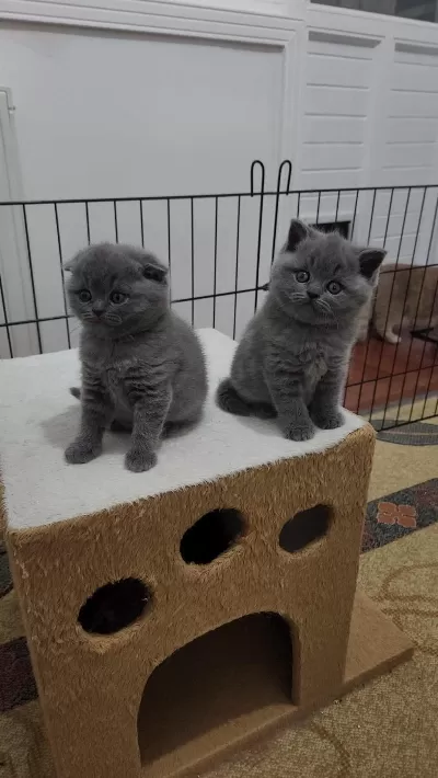 Koca Kafa Baby Face Scottish Fold Yavruları